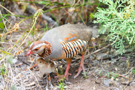 Barbara partridge, Alectoris barbara, perdix with baby bird inの写真素材
