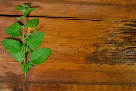 Green mint twig on wooden background. Overahead viewの写真素材