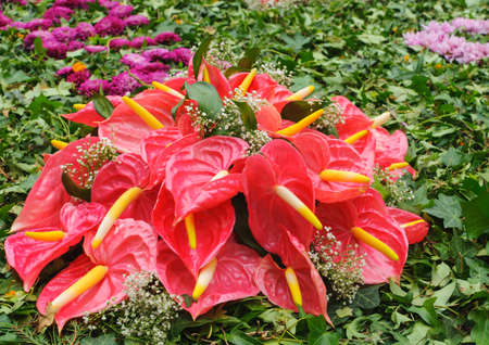 Bouquet of Anthurium on the leaves. Also called Calla, araceae.