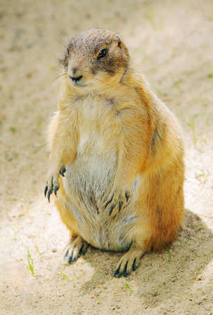 Cute Prairie dog sitting on the sand