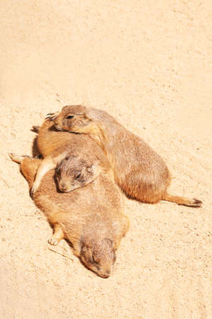 Cute Prairie dogs resting on sand