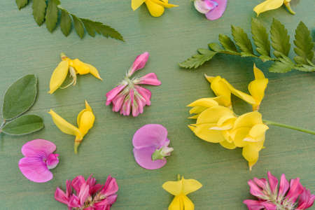 Flower of peavines -Lathyrus - on the wooden background