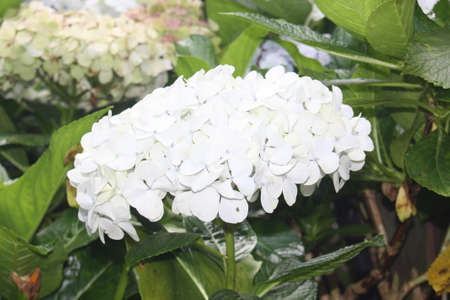 Beautiful close up white flowerの写真素材