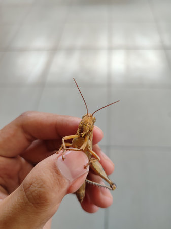 Grasshopper in hand on the floor.の写真素材