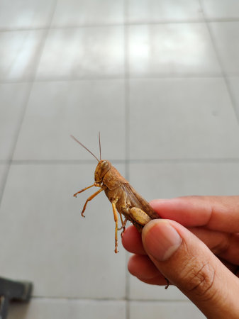 Brown grasshopper on hand, insect in the natureの写真素材