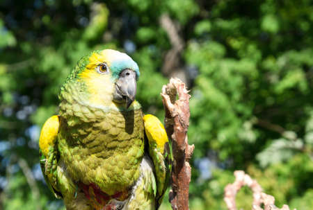 Green Parrotの写真素材