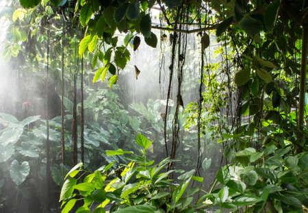 Rainforestの写真素材