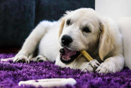 Golden Retriever Puppy with boneの写真素材