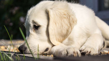 Golden Retriever Puppy Restingの写真素材