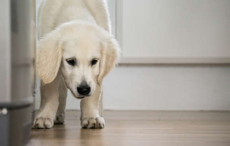 Golden Retriever Puppyの写真素材