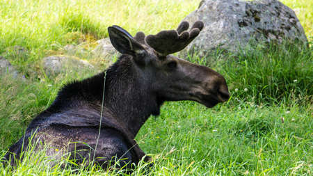 Moose bullの写真素材