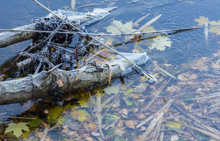 Frozen Autumn Leavesの写真素材