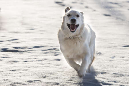 Golden Retriever in snow