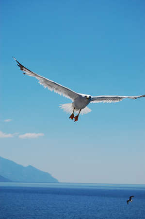 Seagull with open wings in the skyの写真素材