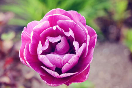 Purple tulip with beautiful petalsの写真素材