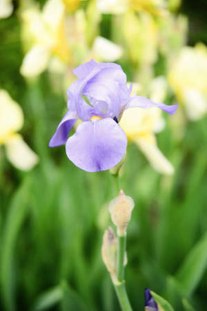 Iris flower against a background of a meadowの写真素材