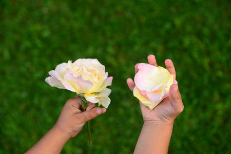 Girl holding a rose petal in the hand against a background of green grassの写真素材
