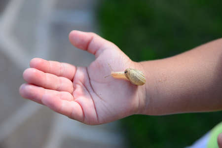 The snail crawls along the child's handleの写真素材