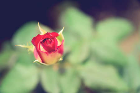 Delicate rosebud on a blurry background of leavesの写真素材