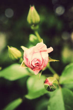 Vintage summer roseの写真素材