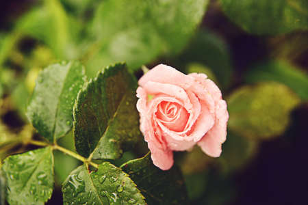 Rose bud looking out of green foliage. Muted tones