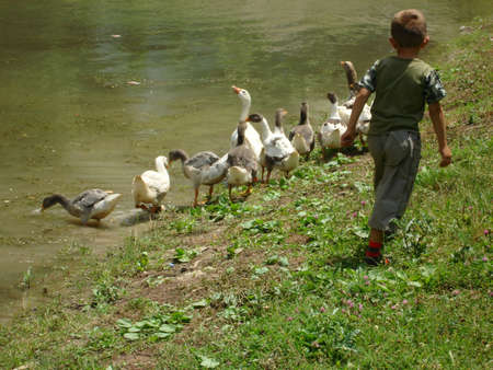 geeseの写真素材