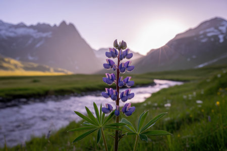 A single vibrant purple lupine flower stands in sharp focus in the foreground.  The flower is detailed, showing individual petals and the green foliage. The background is softly blurred, showcasing a tranquil landscape of mountains bathed in the warm light of a setting or rising sun. A gentle stream meanders through a green meadow. The overall mood is serene and peaceful. The image is high resolution, capturing fine details of the flower and the surrounding environment.の写真素材
