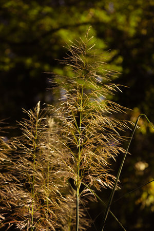 Various plants under the lens