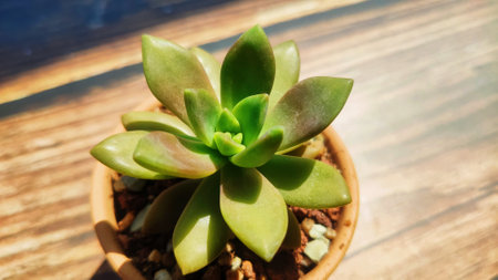 Various plants under the lens