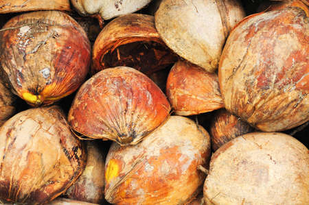 Dried coconut husksの写真素材