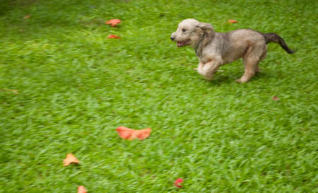 Cute puppy running so fast it looks as if she's flying!の写真素材