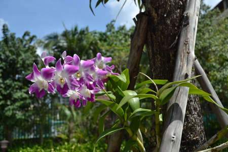 flowerの写真素材