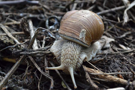 Snail woke up in the spring after the winter