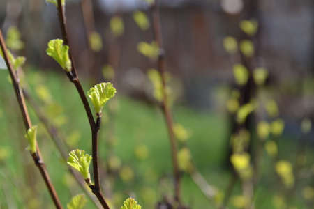 The first spring flowers after winterの写真素材