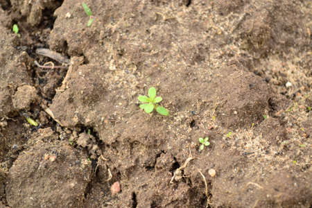 The texture of grass and earthの写真素材