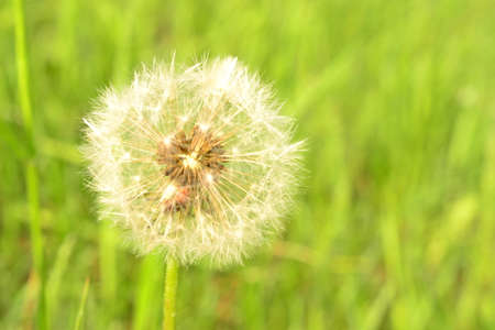 White dandelion fluff in the early springの写真素材