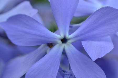 Blue flower in early spring. Flower with blue petals