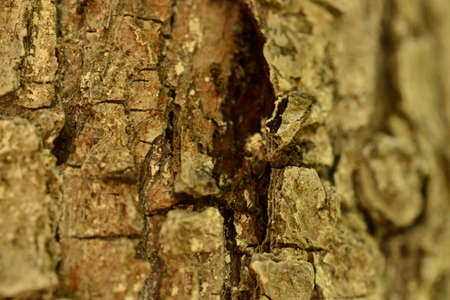 Texture wood backgroundの写真素材