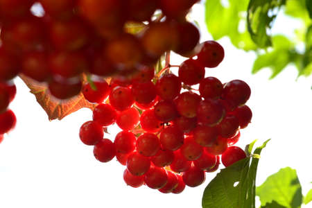 Red viburnum berries in autumnの写真素材