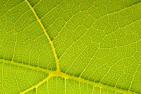 Texture leaf macro