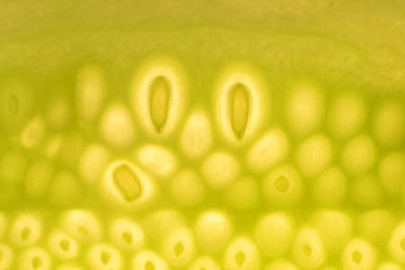 Texture cucumber backgroundの写真素材