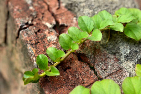 grassの写真素材
