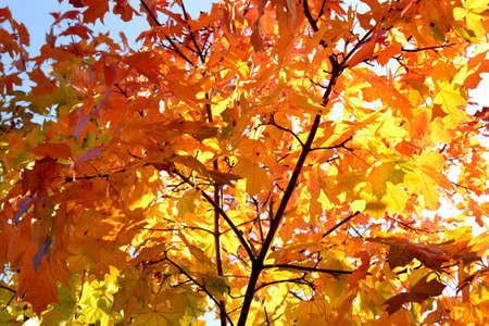 Maple leaves in September in central Russia