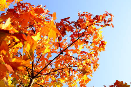 Maple leaves in September in central Russia