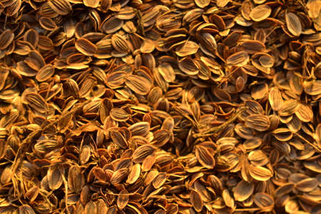 fennel seedsの写真素材