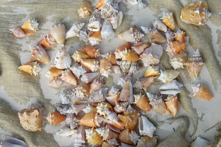 sea shell background
