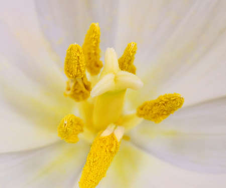 White tulip with yellow stamens macro