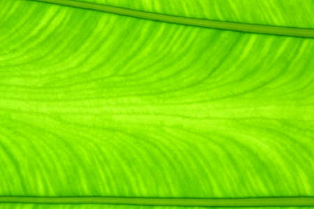 Green leaf texture for backgroundの写真素材