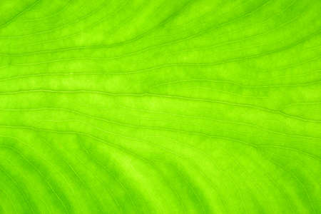 Green leaf texture for backgroundの写真素材