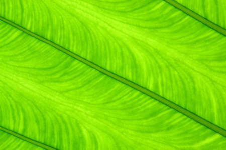 Green leaf texture for backgroundの写真素材